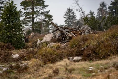 Landscape of the Lothar path in the Black Forest Stock Photos