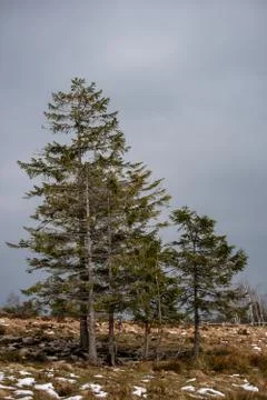 Landscape of the Lothar path in the Black Forest Stock Photos