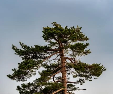 Landscape of the Lothar path in the Black Forest Stock Photos