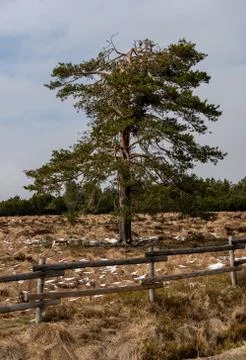 Landscape of the Lothar path in the Black Forest Stock Photos