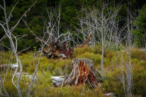 Landscape of the Lothar path in the Black Forest Stock Photos