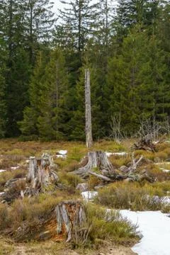 Landscape of the Lothar path in the Black Forest Stock Photos