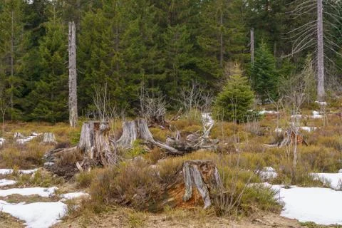 Landscape of the Lothar path in the Black Forest Stock Photos
