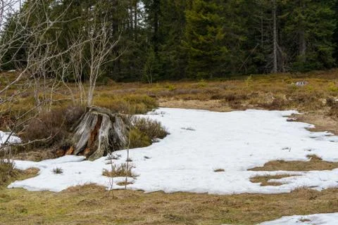 Landscape of the Lothar path in the Black Forest Stock Photos