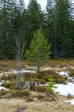 Landscape of the Lothar path in the Black Forest Stock Photos
