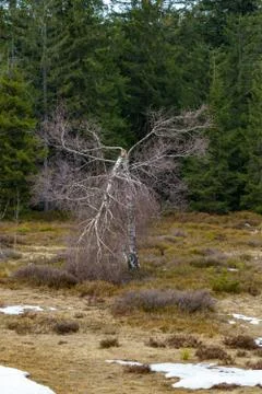 Landscape of the Lothar path in the Black Forest Stock Photos