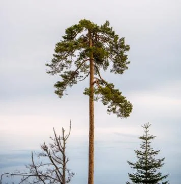 Landscape of the Lothar path in the Black Forest Stock Photos