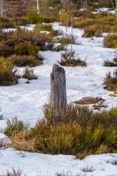 Landscape of the Lothar path in the Black Forest Stock Photos