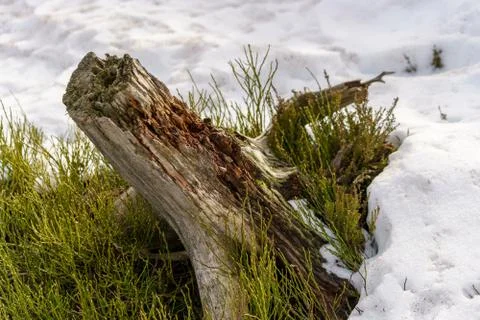 Landscape of the Lothar path in the Black Forest Stock Photos