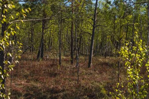 Landscape with low forest overgrowing a transitional peat bog in Poland Stock Photos
