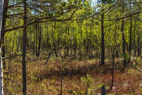 Landscape with low forest overgrowing a transitional peat bog in Poland Stock Photos