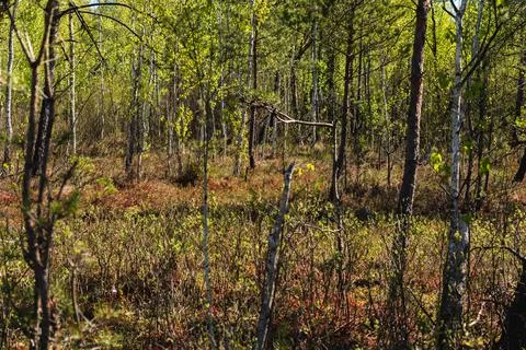 Landscape with low forest overgrowing a transitional peat bog in Poland Stock Photos