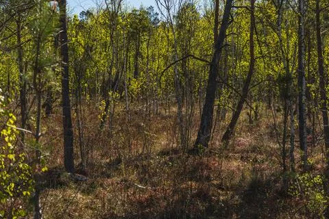 Landscape with low forest overgrowing a transitional peat bog in Poland Stock Photos