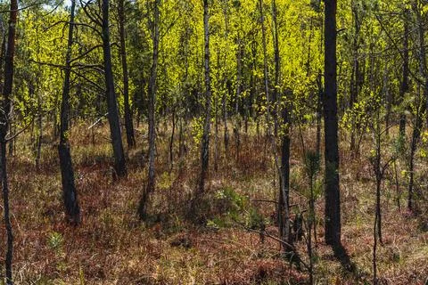 Landscape with low forest overgrowing a transitional peat bog in Poland Foto stock