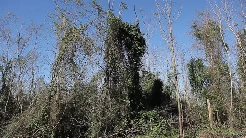 Landscape of a lush bushes in the forest Stock Footage 148664289