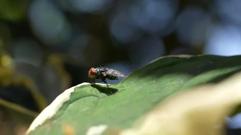 Landscape macro mode of a green fly on a leaf Stock Footage 311565935
