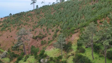 Landscape of Madeira. 库存影片 103452115