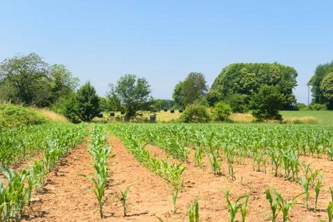 Landscape with maize field Stock Photos