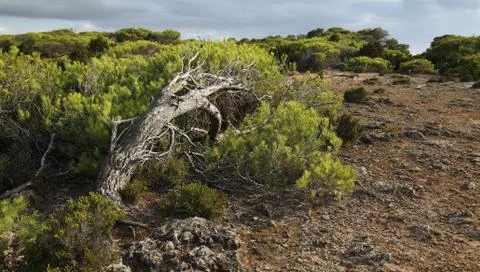 Landscape on majorca Stock Photos