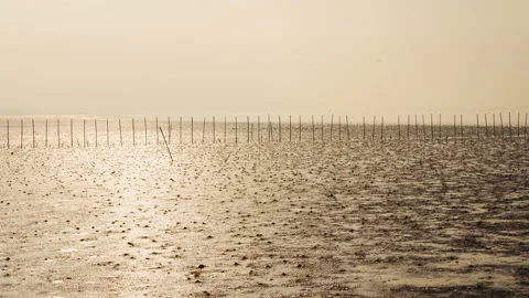 Landscape of mangrove forest Stock Footage 219837011
