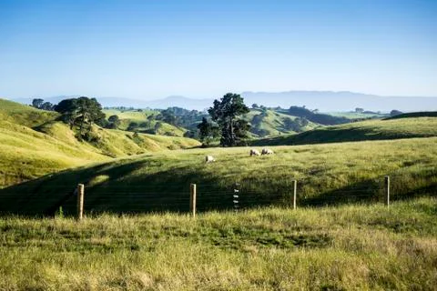 Landscape Matamata Stock Photos