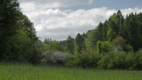 Landscape meadow and forest in spring. Video stock 83673064