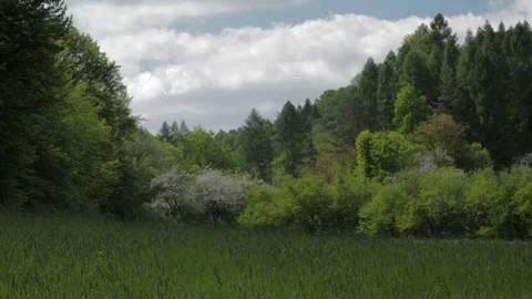 Landscape meadow and forest in spring. Stock Footage 83702975