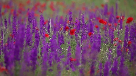 Landscape from meadow flowers Stock Footage 72768157