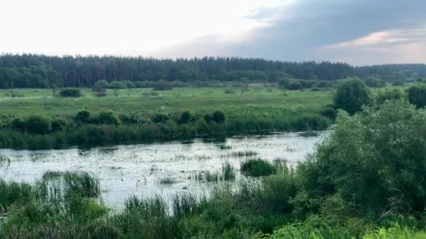 Landscape of a meadow Stock Footage 311073957