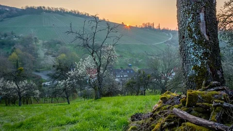 Landscape meadow fruit trees in sunrise Stock Footage 128853903