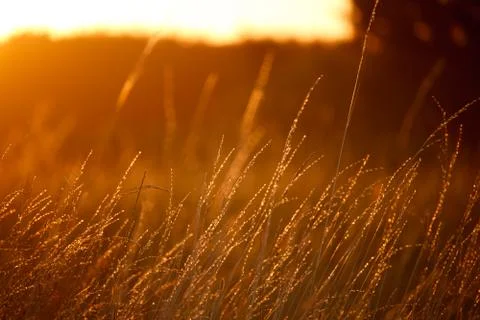 Landscape with a meadow of grass against the backdrop of a sunset, bright ora Stock Photos