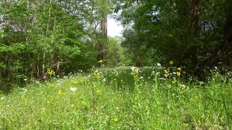 Landscape of the meadow with wildflowers. Stock Footage 107439255