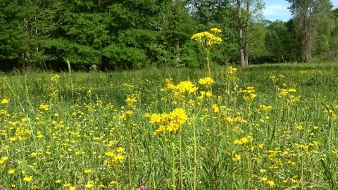 Landscape of the meadow with wildflowers. Stock Footage 107439783