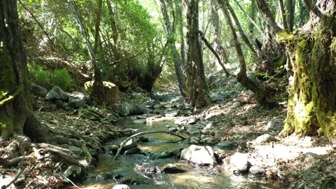 Landscape Medieval Bridge Forest river Backward Cyprus 2 Vídeos de archivo 244665199