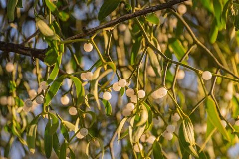 Landscape with mistletoe against the background of the rays of the sun 스톡 사진