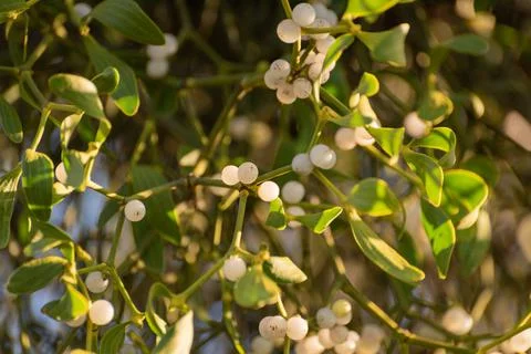 Landscape with mistletoe against the background of the rays of the sun Stockfoto's