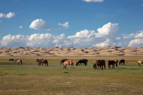 The landscape of the mongolian steppe Stock Photos