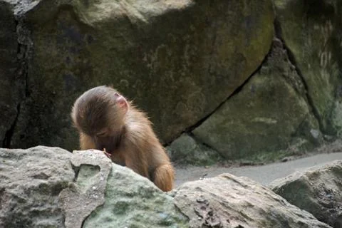 Landscape of monkey primate in enclosure at Berlin Zoo in Mitte Berlin Stock Photos