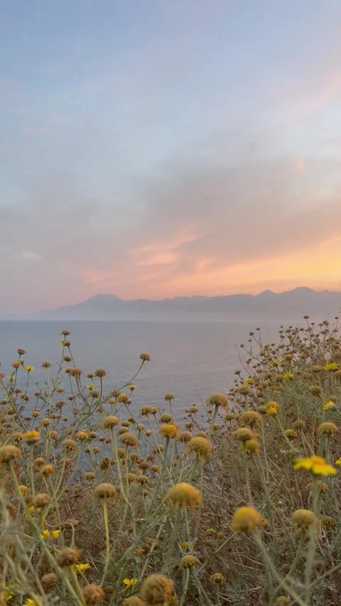 Landscape of moody sky during sunset with flowers by the coast Stock Footage 336981306