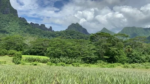 Landscape in Moorea Stockbeeldmateriaal 344349191