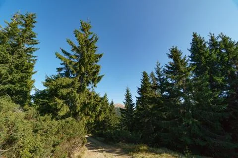 Landscape of Mount Hoverla is the highest mountain of the Ukrainian Carpathian Stock Photos