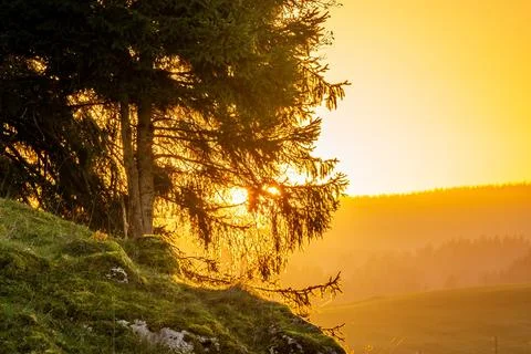 Landscape of mountain and pine tree at sunset. Stock Photos
