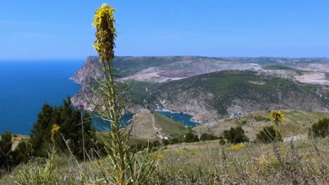 Landscape with a mountain flower Stock Footage 94623320
