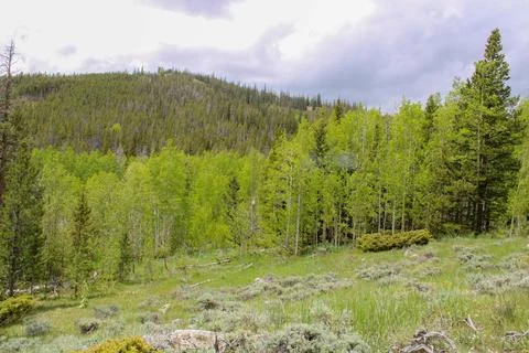 Landscape of mountain forest 写真素材