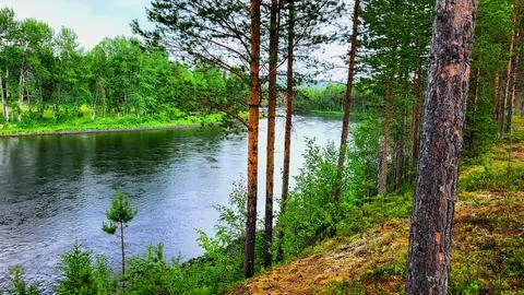 Landscape, mountain river in a pine forest Fotos de archivo