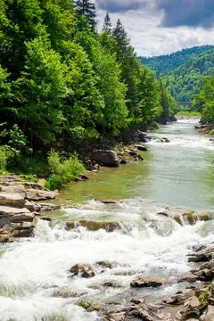 Landscape with mountain river running through forest in summer 库存照片