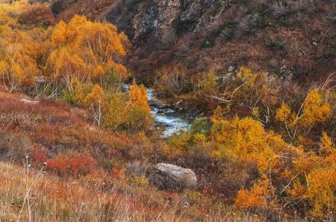 Landscape with a mountain river stream in a birch forest with orange trees in Stock Photos