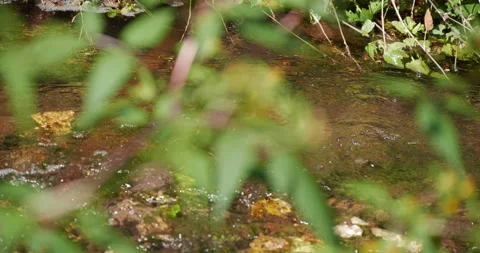 Landscape Mountain River Through Leaves, Clean Running water, focusing Stock-Footage 231803038