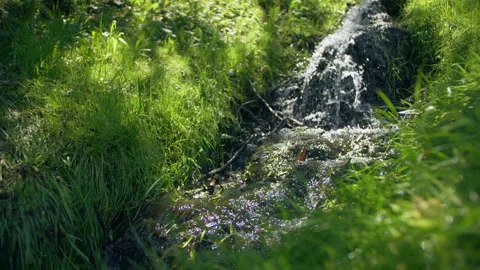 Landscape mountain stream waterfall flowing over rocks through green plants in Видео 133688283