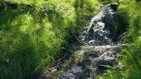 Landscape mountain stream waterfall flowing over rocks through green plants in Stock Footage 133688742